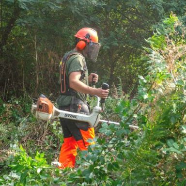 Débroussaillage et nettoyage forestier