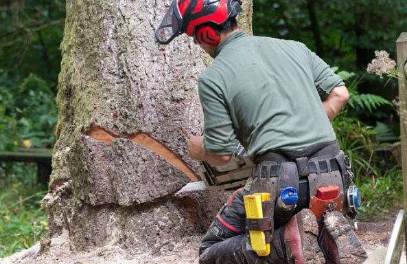 Abattage et suppression des arbres